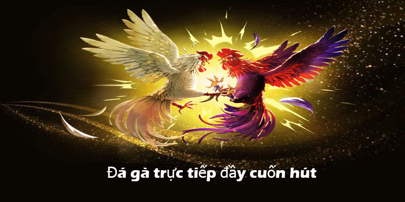 Những trận đá gà trực tiếp kịch tính và cuốn hút